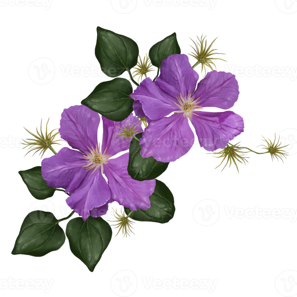 clematis flowers on liana illustration png