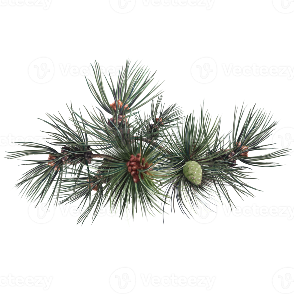 pine tree with cones, evergreen spruce botanical illustration png