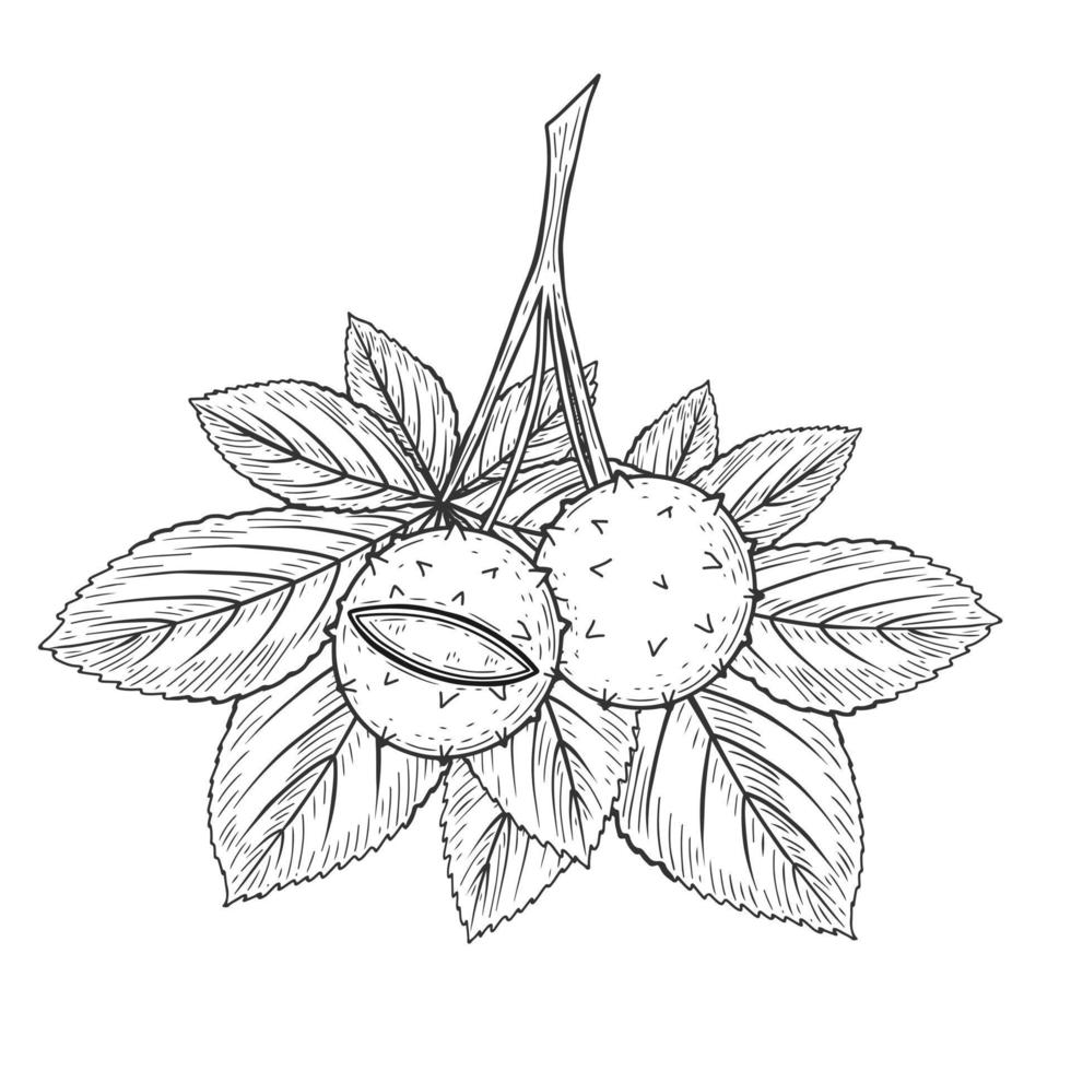 Horse chestnut branch,  fruit and leaf. Vector illustration. Childrens coloring book. Monochrome, black and white graphic. Isolated on white.