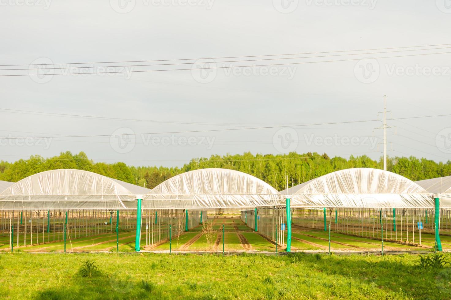closeup of modern greenhouse complex against blue sky. Cultivation of organic plants for sale. photo