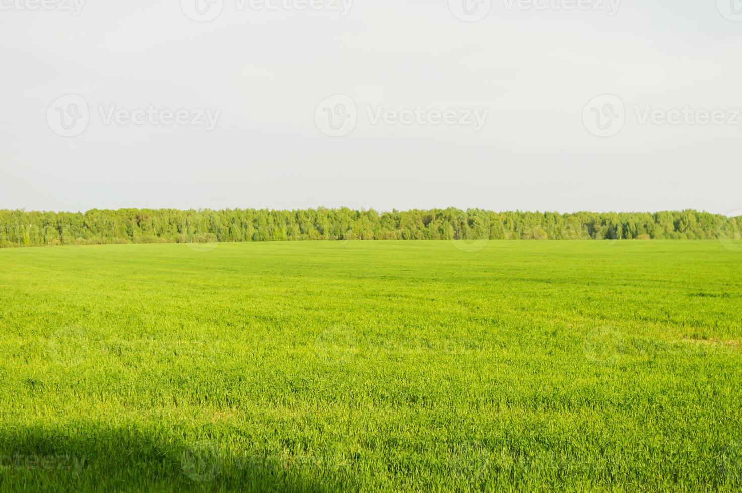 Field of green grass and perfect sky and trees. Rural spring landscape photo