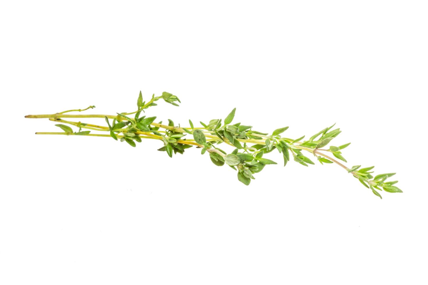 Thyme on white background photo