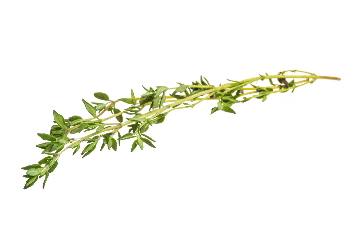 Thyme on white background photo