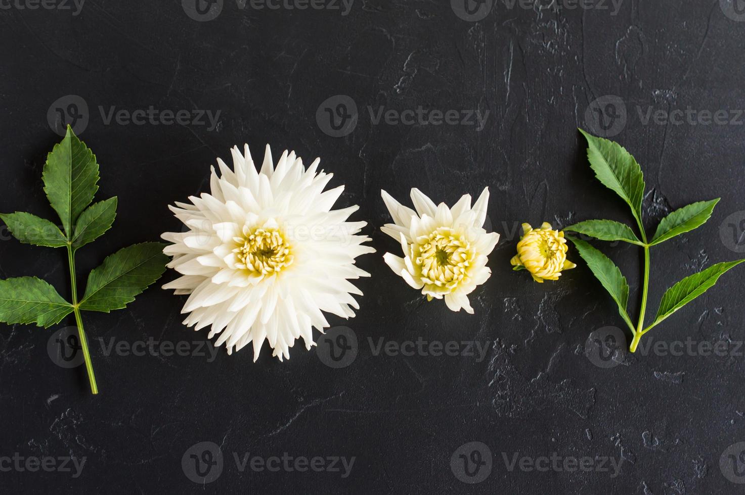 top view. flat laying. head and buds of white dahlia on a black background with green leaves. photo