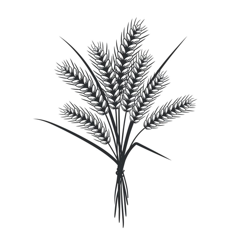 Wheat ears sketch. Hand drawn agriculture plant. Healthy food, bran for breakfast. Vector illustration
