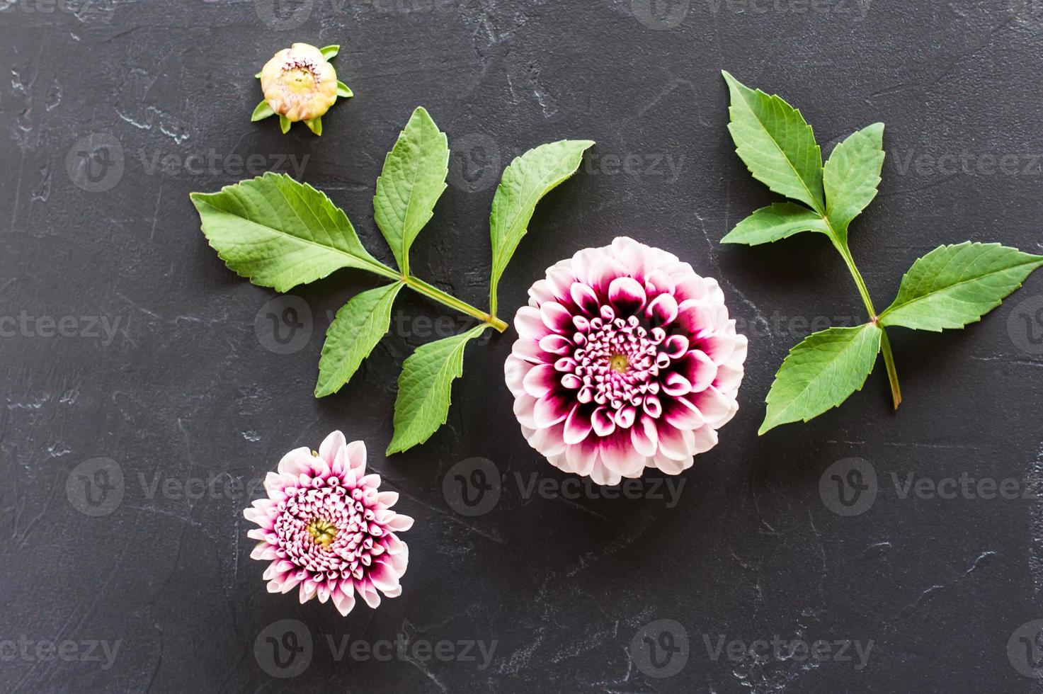 floral arrangement of the head and buds of purple dahlia with green leaves. top view. photo