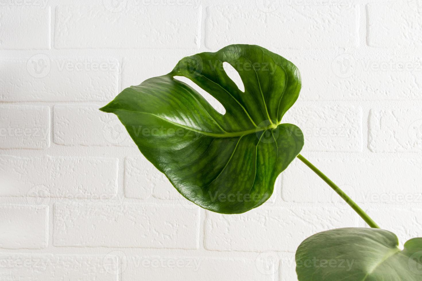 hermosa hoja grande monstera contra el fondo de una pared de ladrillo blanco. una copia del espacio. foto