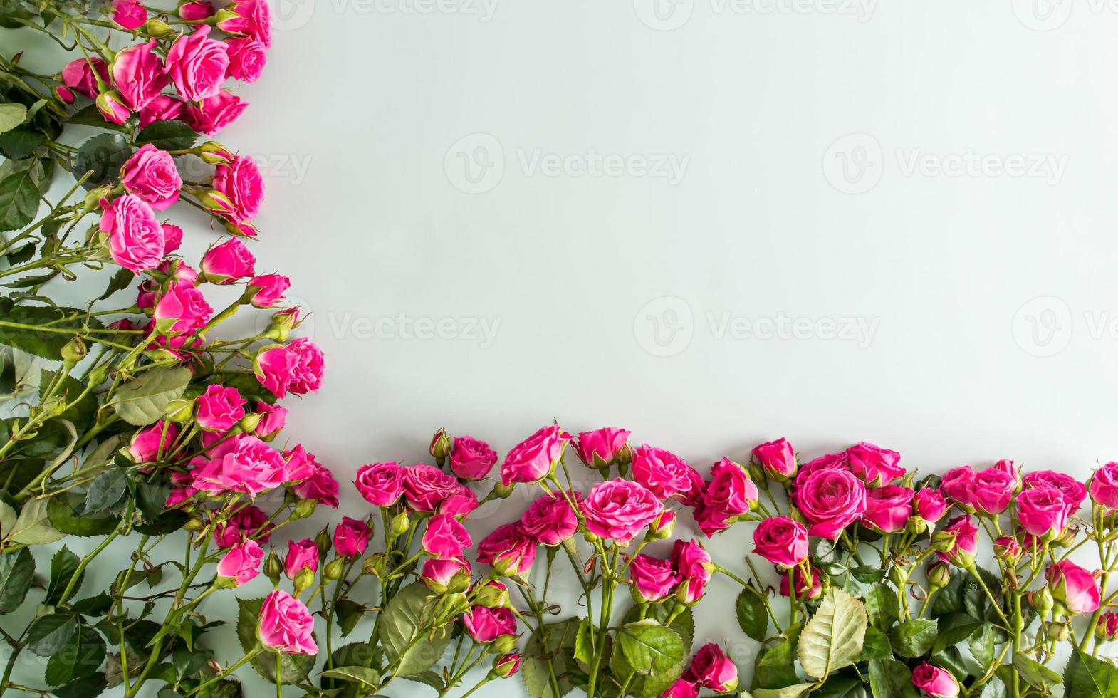 festive floral background, flower frame, rose border. Garden mini roses. a copy of the space for your text. banner, postcard. photo