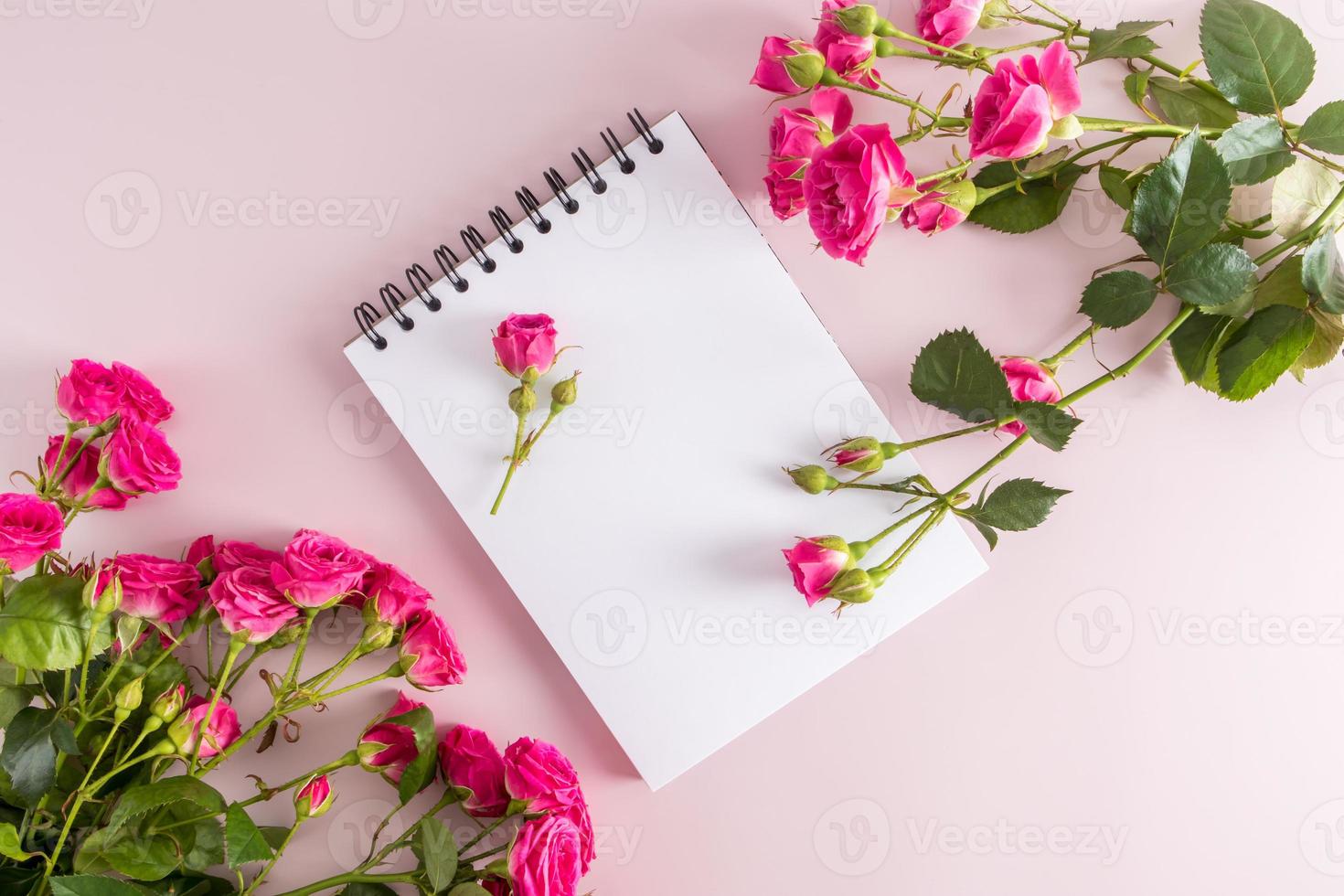 festive composition of an open notebook with clean sheets and beautiful garden pink roses. top view. pink background. space for text. photo