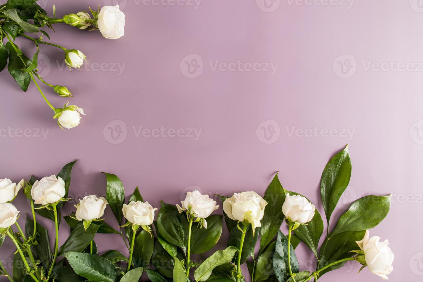 hermosos capullos de rosas blancas sobre un fondo morado. borde floral, marco, vista superior, espacio de copia para su texto. foto