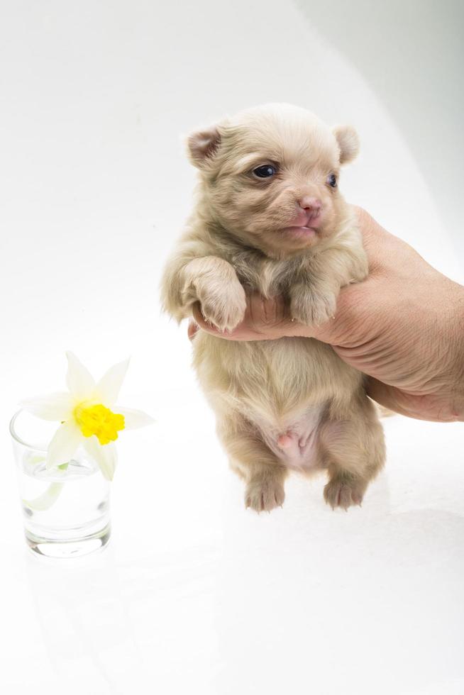 Chihuahua puppy on white background photo