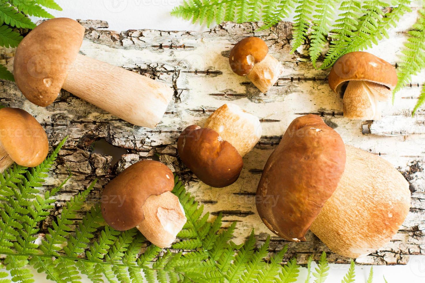 composition with white autumn mushrooms on the background of fern and birch bark. top view. photo