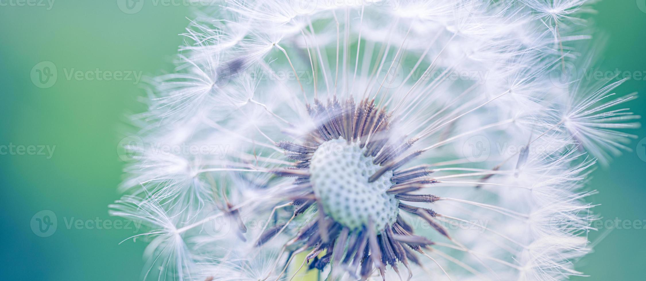 Closeup of dandelion with blurred background, artistic nature closeup. Spring summer meadow field banner. Beautiful relaxing macro photo, sunny spring summer nature flora. Artistic natural texture photo