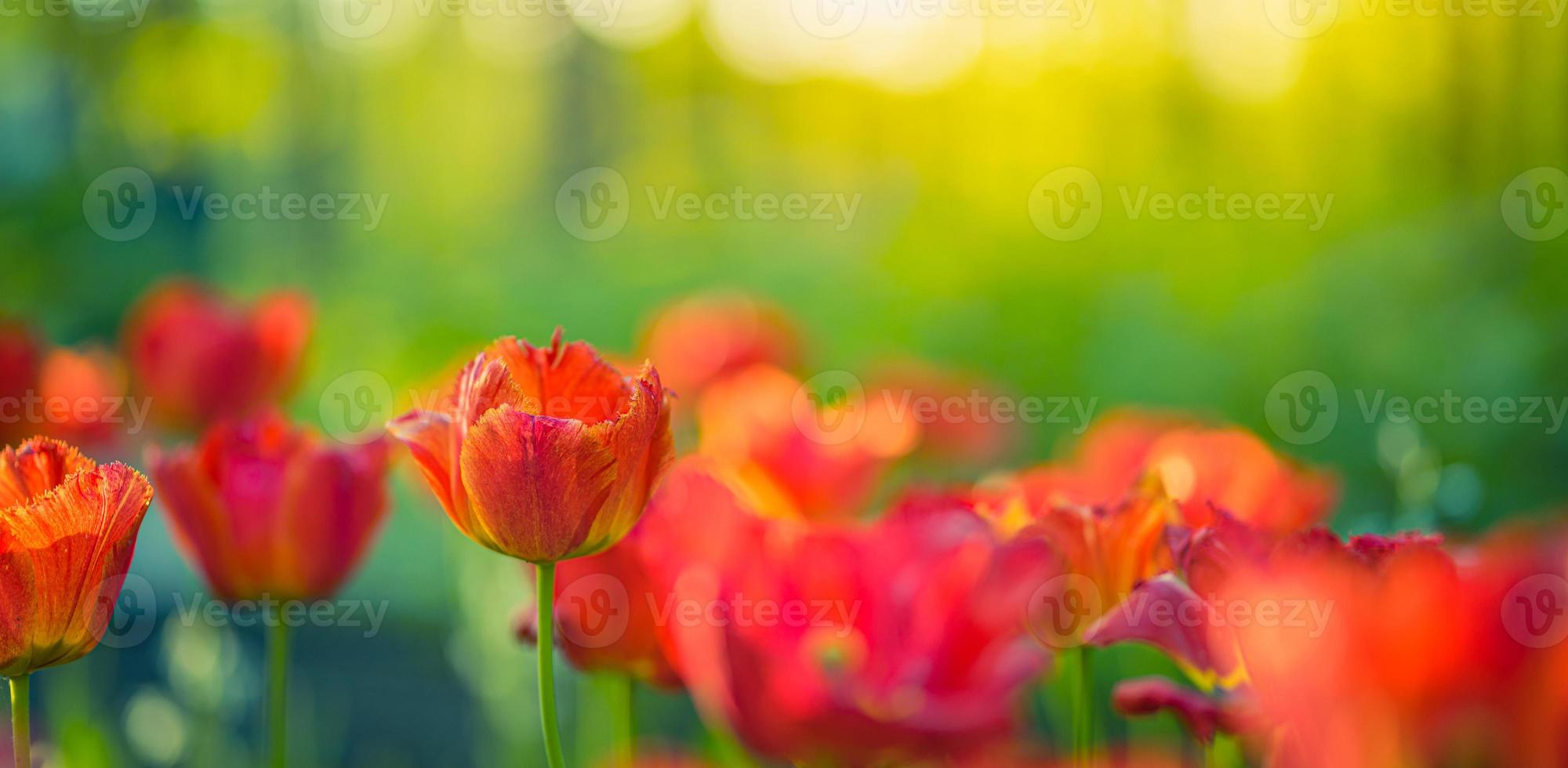 Beautiful colorful tulips on blurred spring sunny nature landscape. Bright blooming tulips flower panorama for spring nature love concept. Amazing natural spring scene, design, tranquil floral banner photo