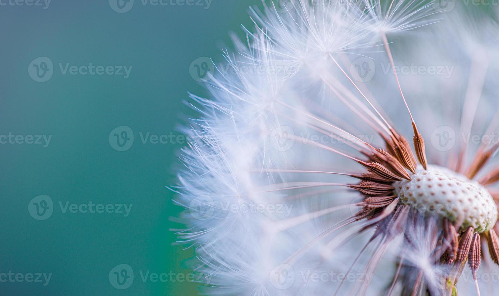 Closeup of dandelion with blurred background, artistic nature closeup. Spring summer meadow field banner. Beautiful relaxing macro photo, sunny spring summer nature flora. Artistic natural texture photo