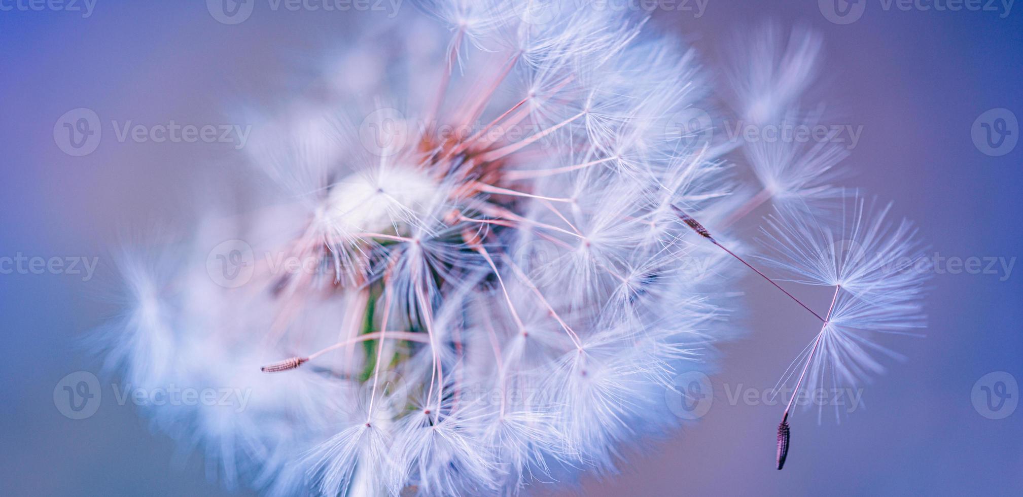 Closeup of dandelion with blurred background, artistic nature closeup. Spring summer meadow field banner. Beautiful relaxing macro photo, sunny spring summer nature flora. Artistic natural texture photo