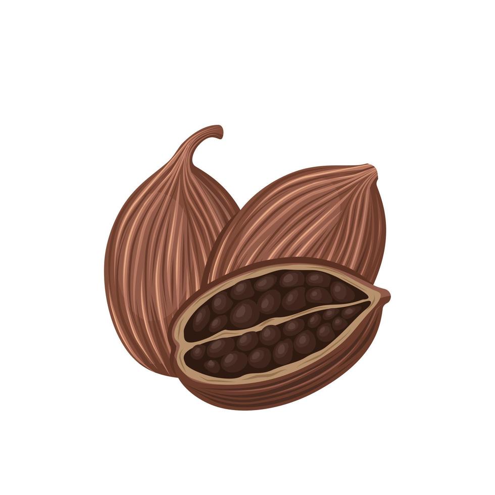 Vector illustration, dried black cardamom, isolated on white background.