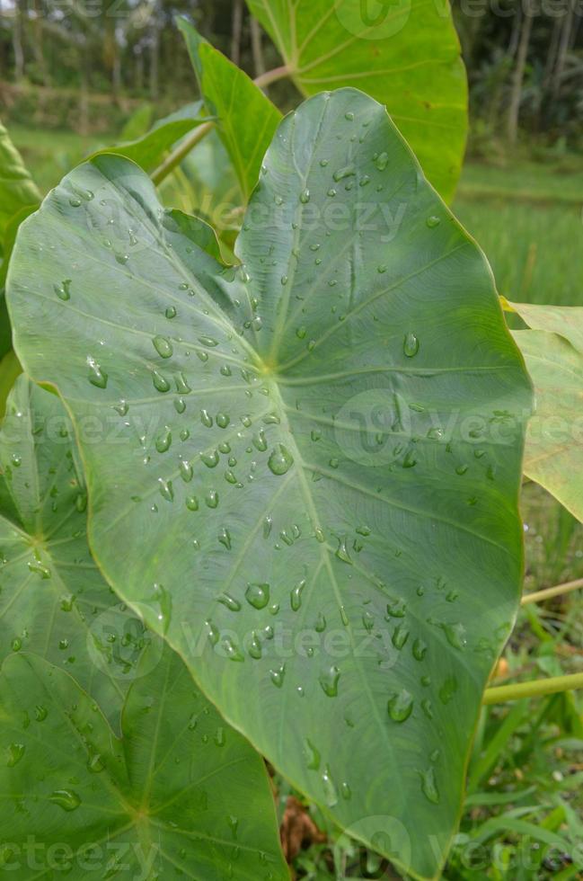 Soft focus water droplets on Taro Leaf photo