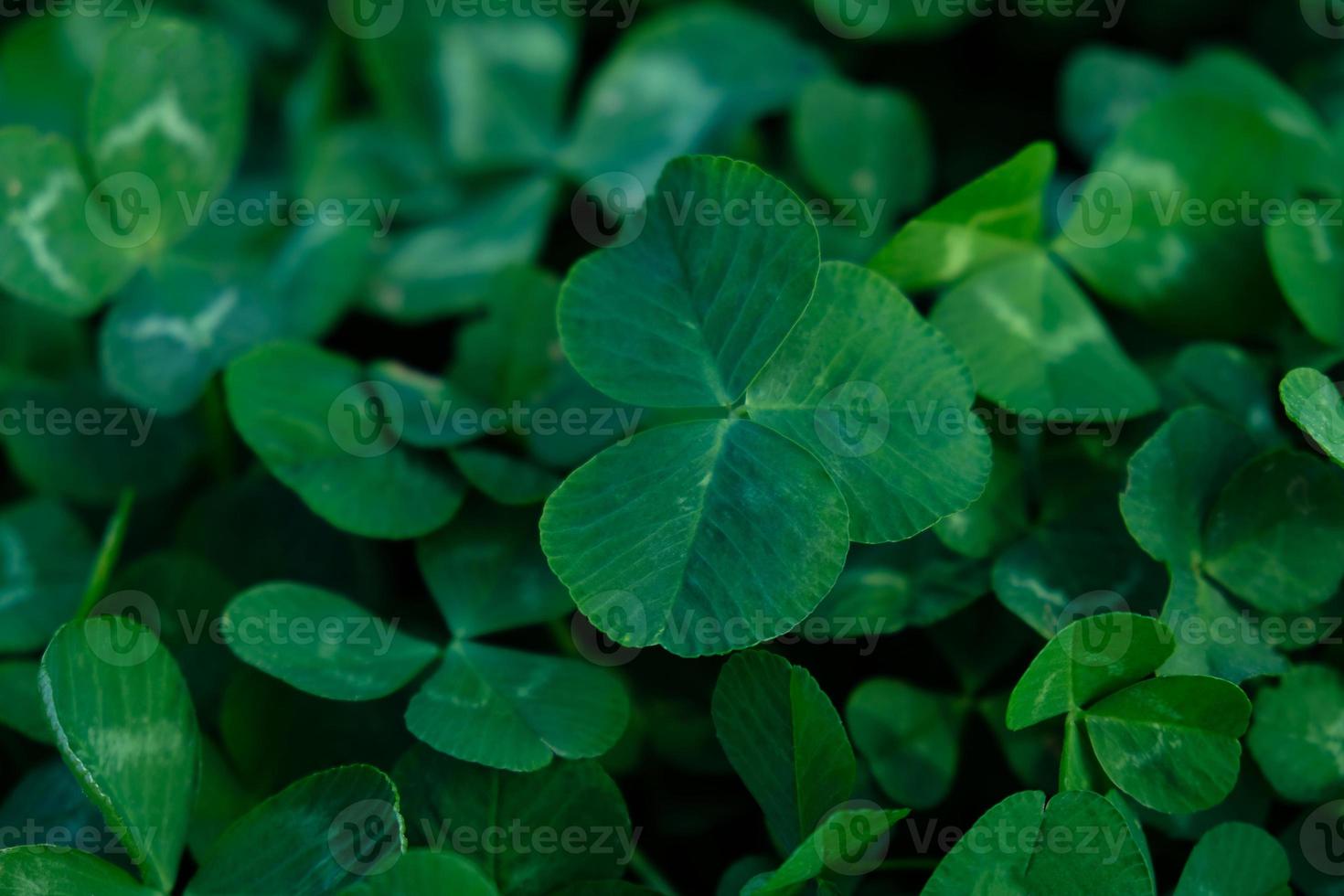 Close-up of green clover leaves. Abstract natural soft background with copy space, top view. Lucky Irish Four Leaf Clover for St. Patricks Day holiday symbol, with three-leaved shamrocks. photo