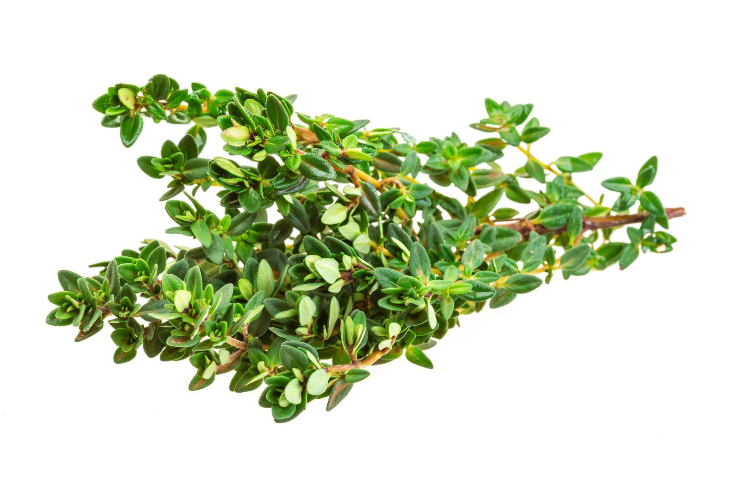 Thyme on white background photo