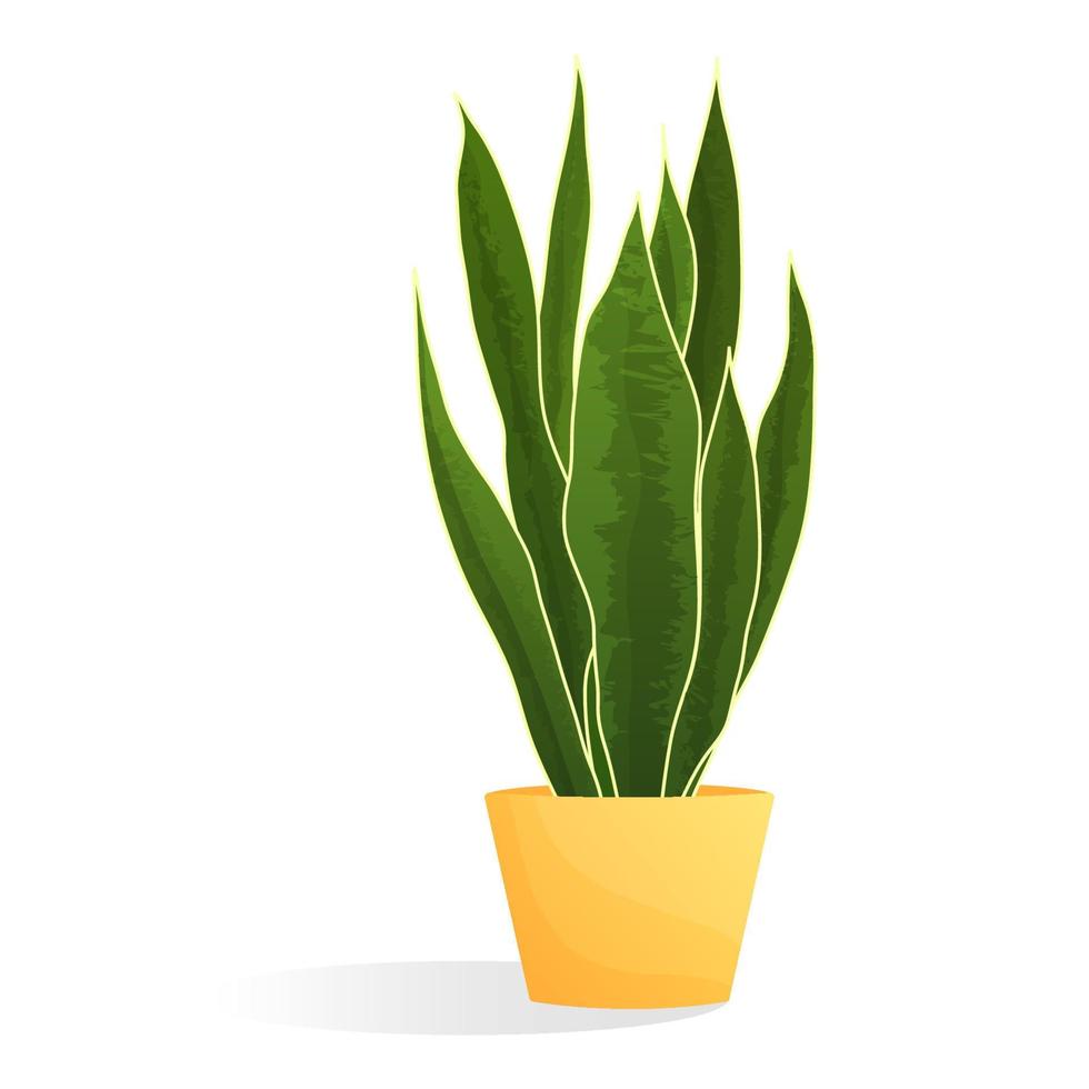 Cartoon plant in pot. Sansevieria. Isolated vector illustration