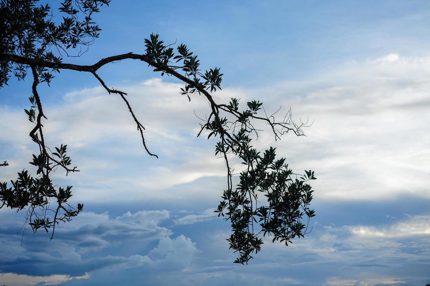 tree with white clouds on blue sky with copy space for banner background photo