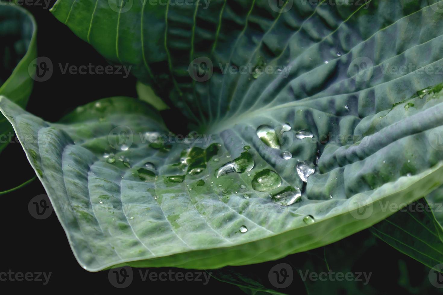 one leaf of a giant blue hosta with raindrops. close up view. natural background. photo