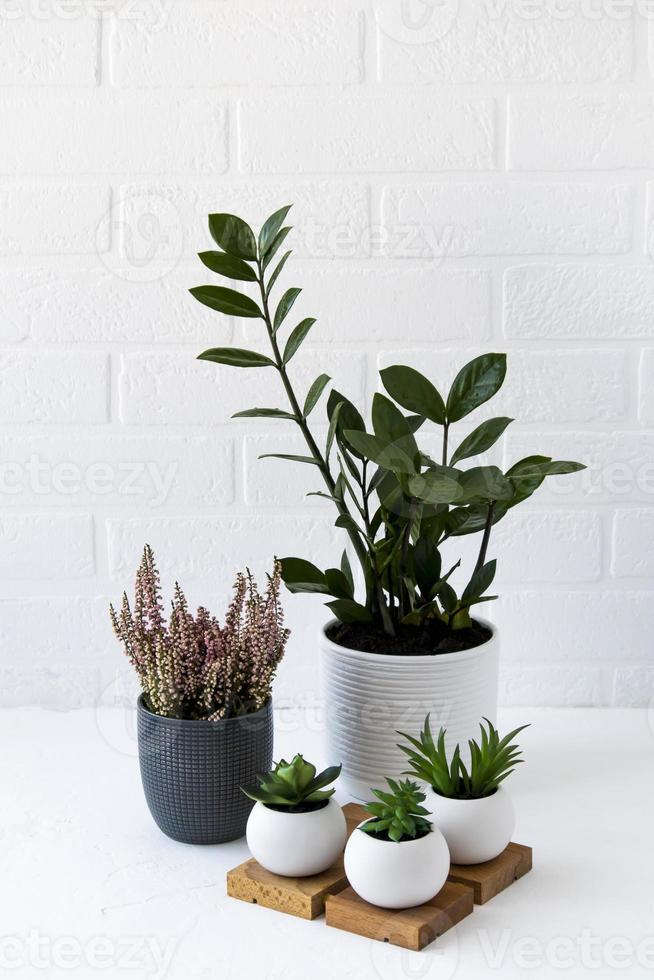 houseplants in pots-heather, zamiokulkas, succulents on a table near a white brick wall. home interior. photo