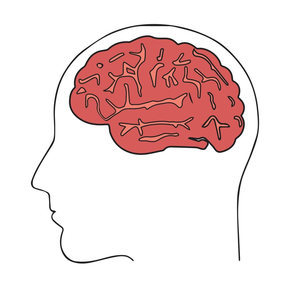 Vector of Human Brain in Head. Vector illustration isolated on white background in flat line style. Creative idea