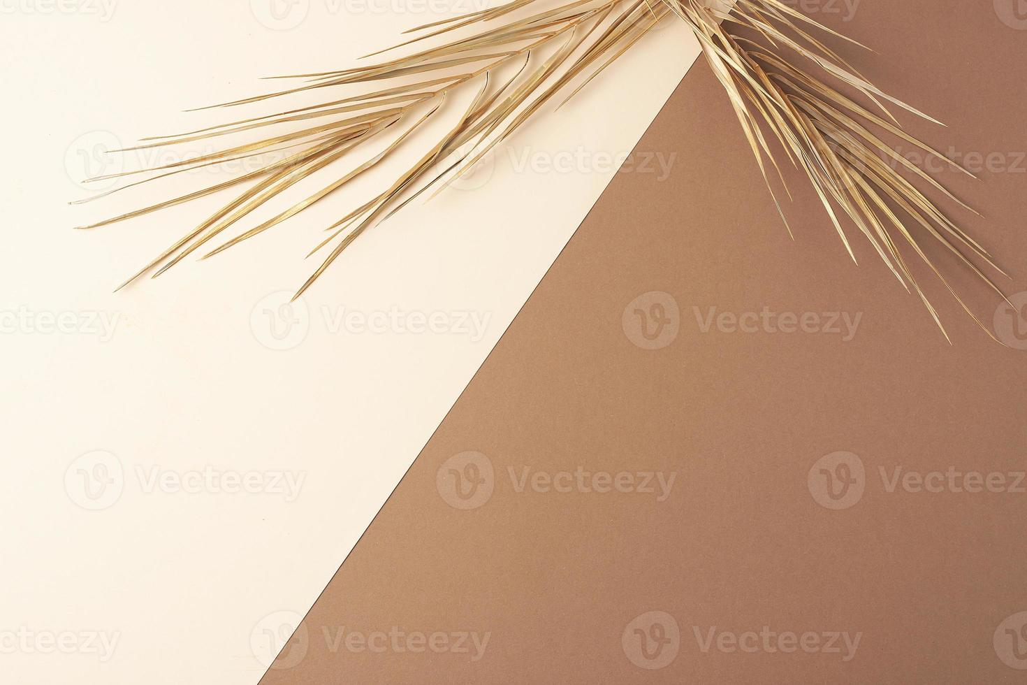 Tropical natural background with palm leaf on pastel beige and brown. Flat lay, copy space photo