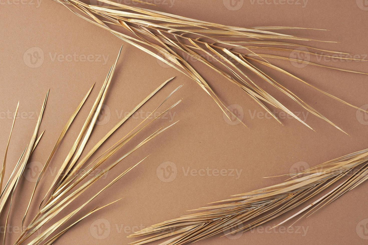 Tropical natural background with palm leaf on brown. Flat lay photo