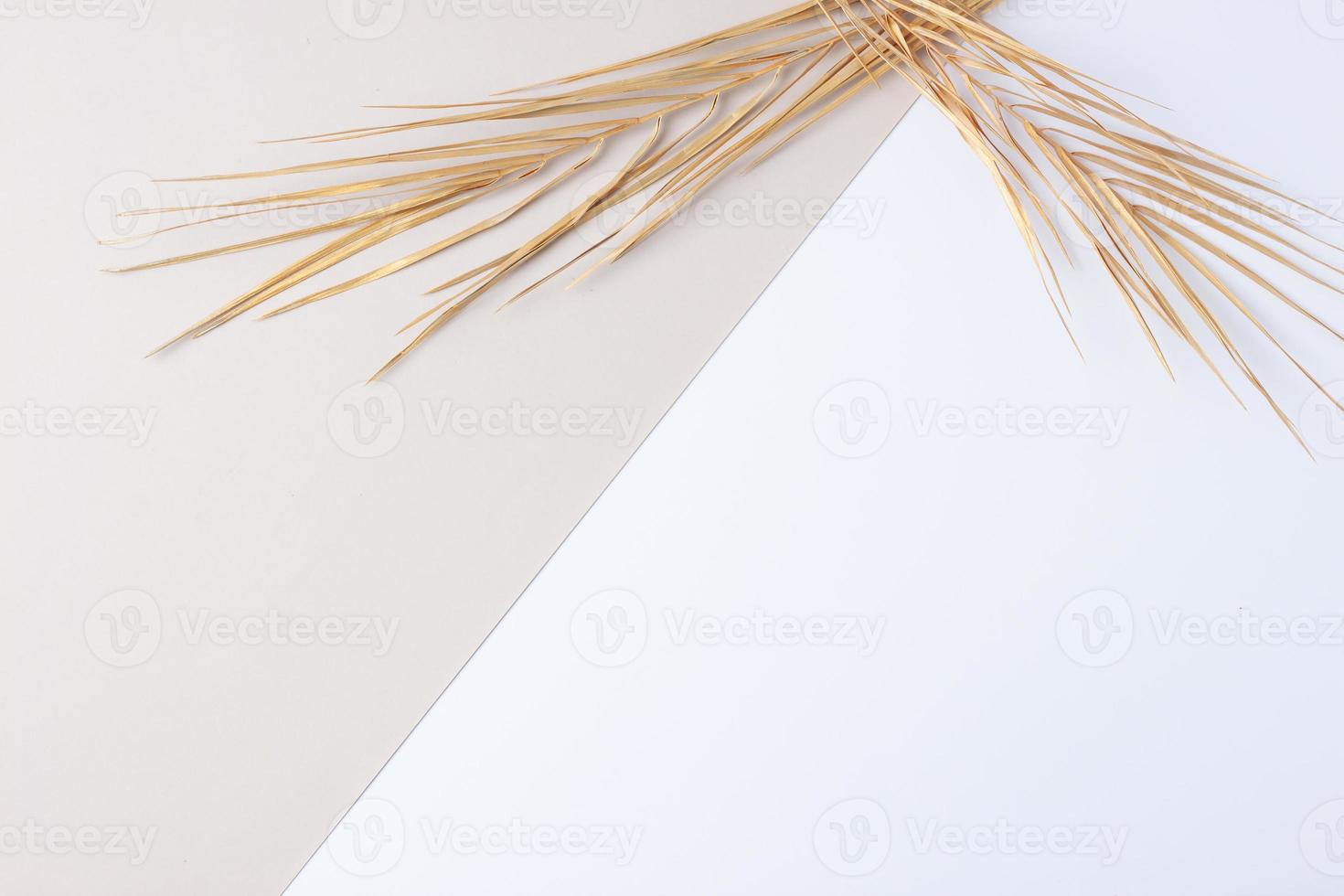 Tropical natural background with palm leaf on grey and white. Flat lay, copy space photo