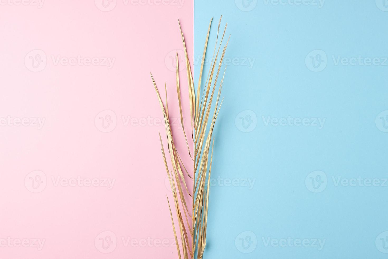 Tropical natural background with palm leaf on pink and blue. Flat lay, copy space photo