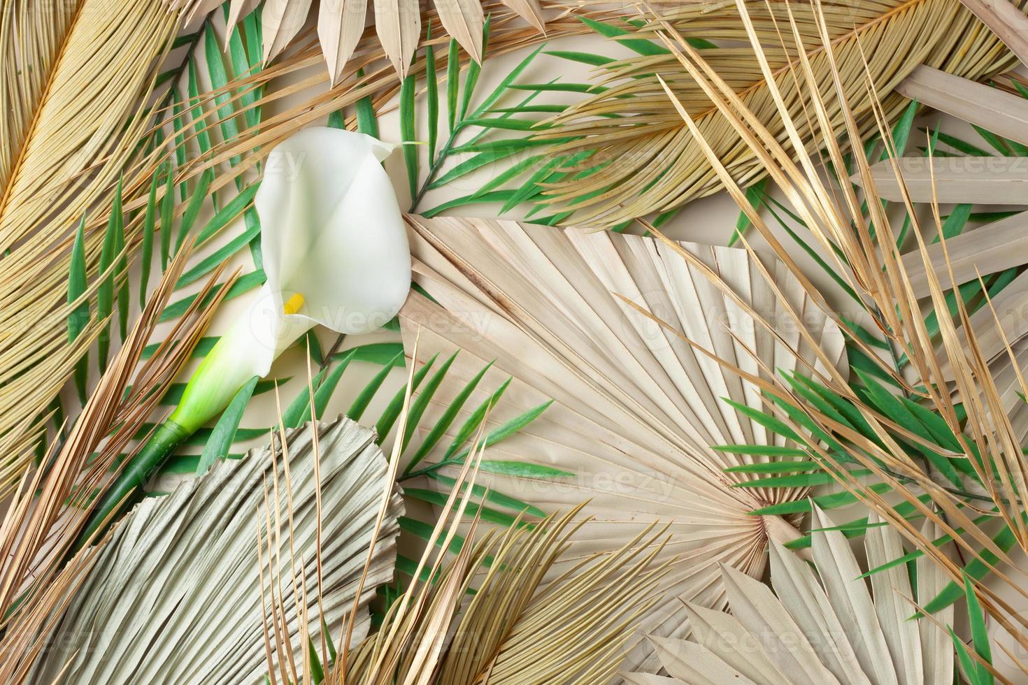 Tropical natural background with palm leaf and flower photo