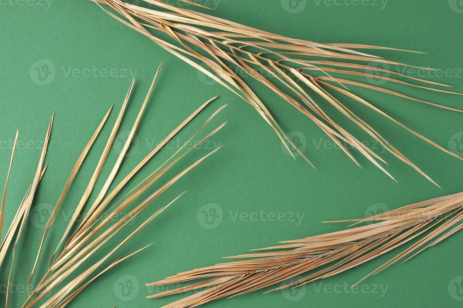 Tropical natural background with palm leaf on green. Flat lay photo