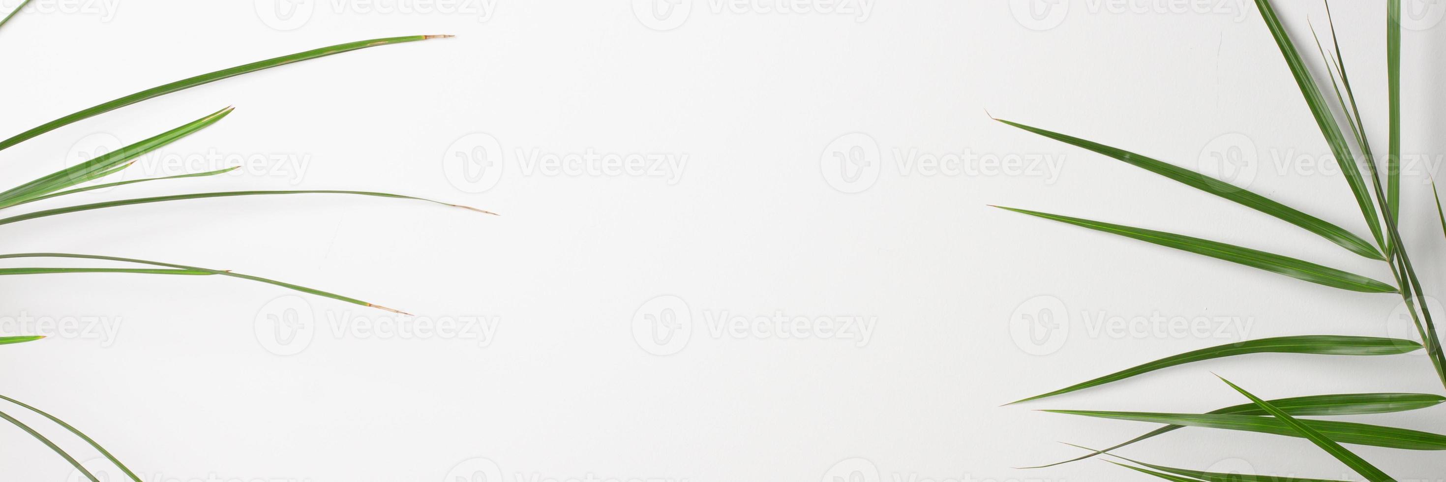 Tropical background with palm leaf on white. Close up, copy space photo