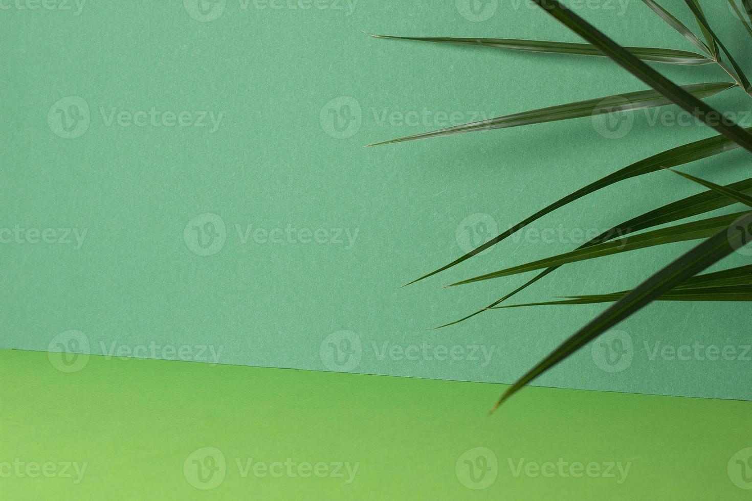 Tropical background with palm leaf on green. Close up, copy space photo