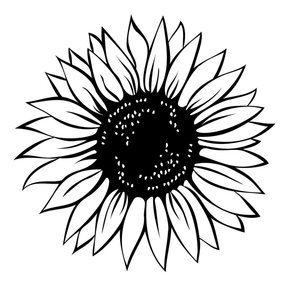 girasol, ilustración vectorial dibujada a mano vector