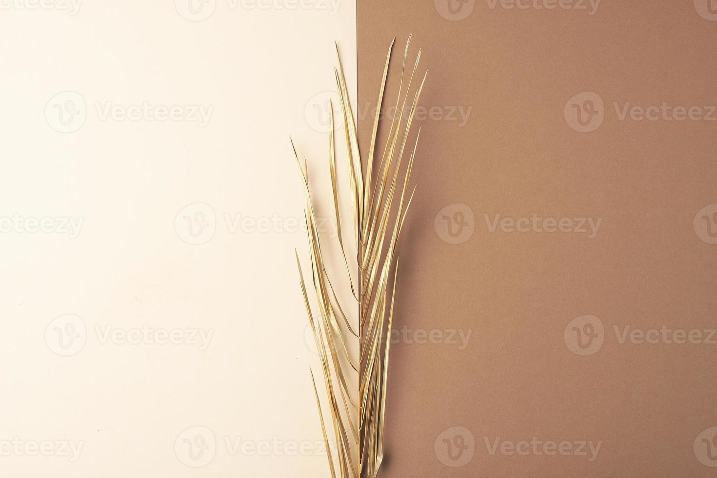 Tropical natural background with palm leaf on pastel beige and brown. Flat lay, copy space photo