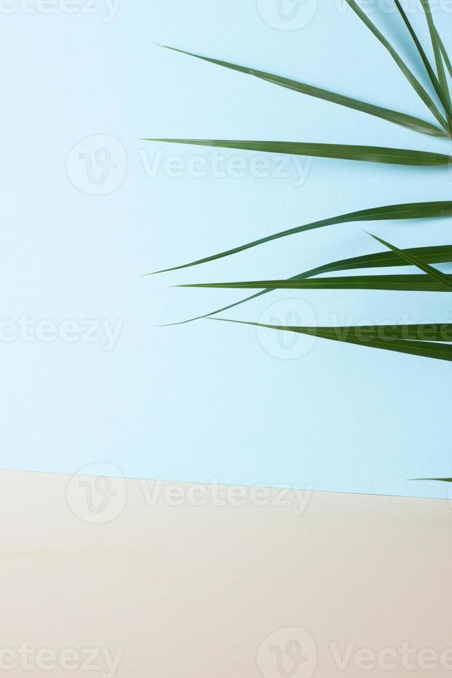 Tropical background with palm leaf on blue and grey. Close up, copy space photo