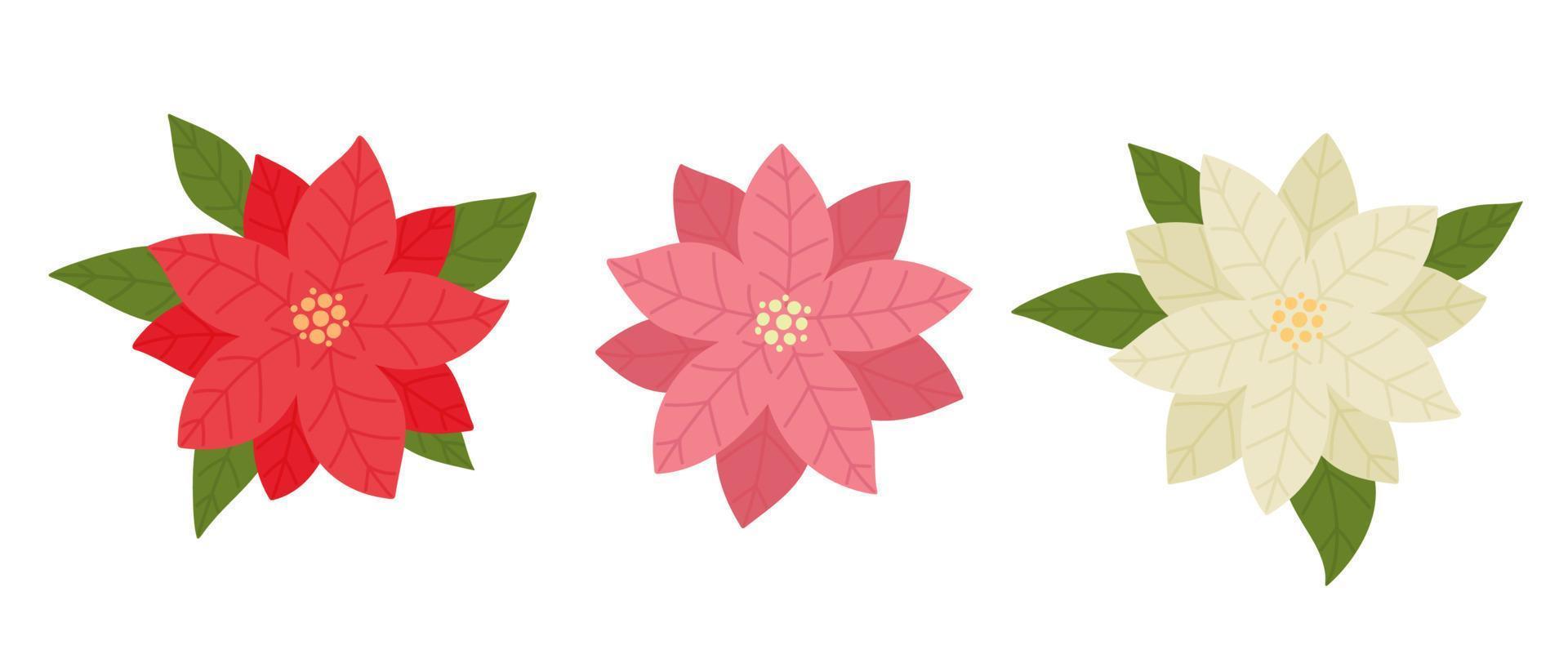 conjunto de flores de nochebuena. colección de plantas navideñas tradicionales dibujadas a mano. vector