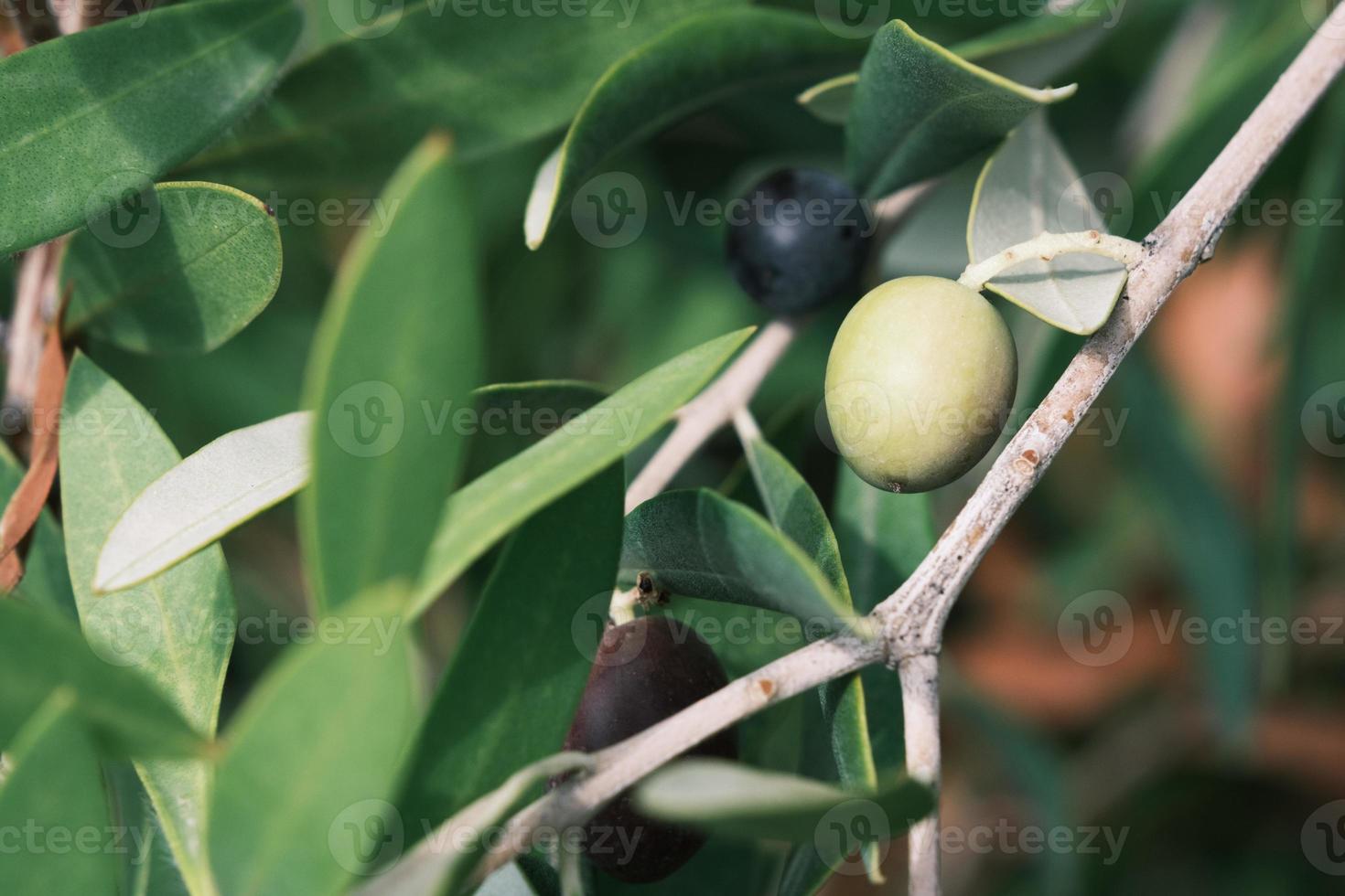 bayas de aceitunas de italia en una rama de árbol con hojas verdes, bayas de aceite de oliva verde de españa, planta de fruta de aceitunas de grecia orgánica, primer plano, fondo. foto