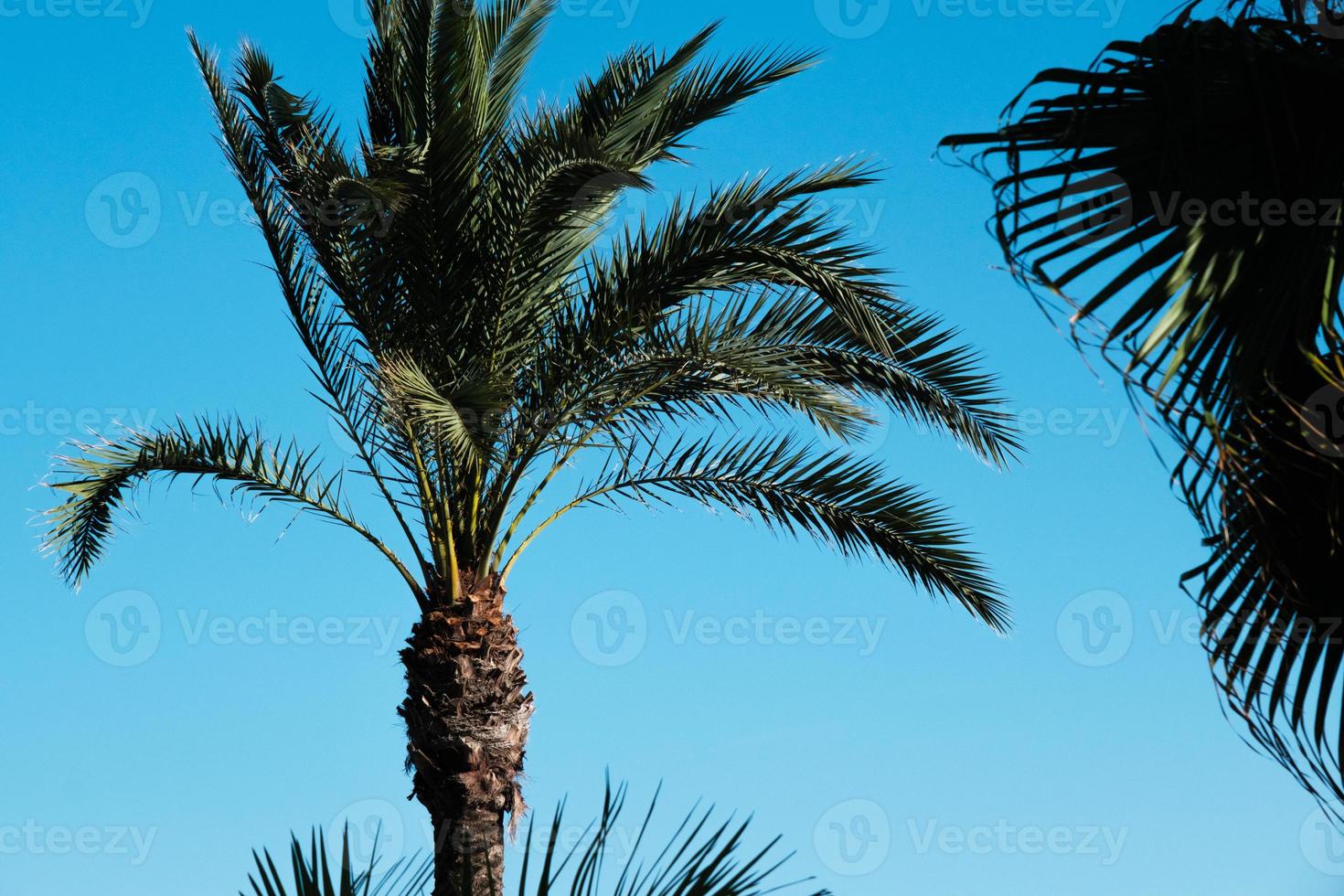 palmeras en el viento contra un cielo azul en la playa de verano, cocoteros, plantas tropicales, palmeras verdes exóticas en la isla en un día soleado. foto