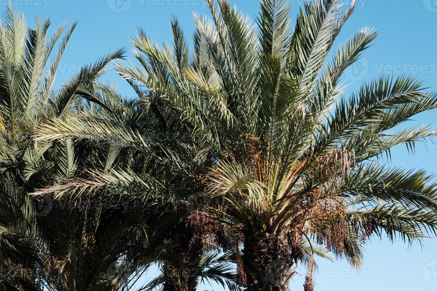 Exotic palm trees against blue sky in the wind on the beach, tropical palms background, coconut tree plant in the summer on the island, tropic palms. photo