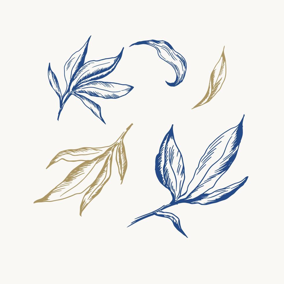 Set with hand draw vintage engraving leaves. Botanical illustration. vector