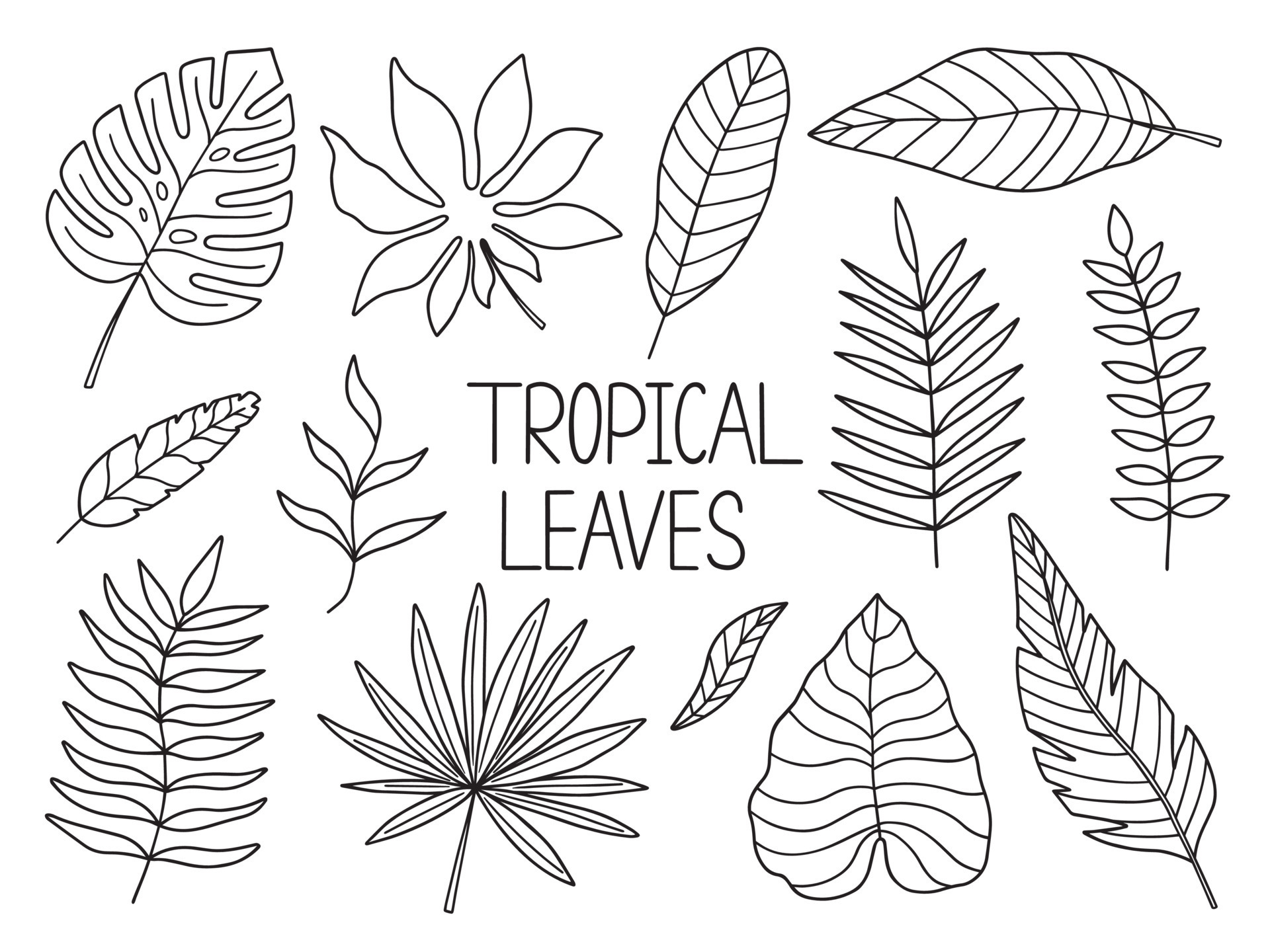 Hand drawn tropical leaves doodle Monstera and palm leaves in sketch  style Vector illustration 12881445 Vector Art at Vecteezy