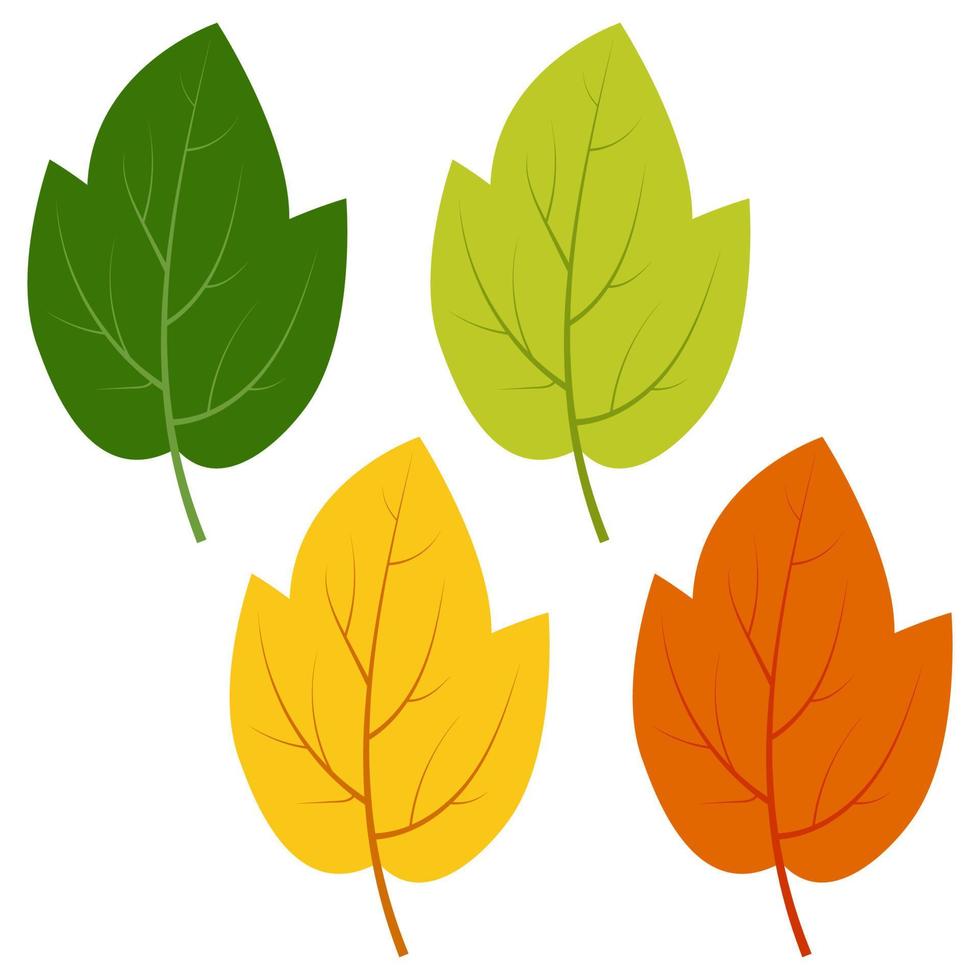 Set of green, yellow and red leaves isolated on white background. Vector illustration of autumn leaves.