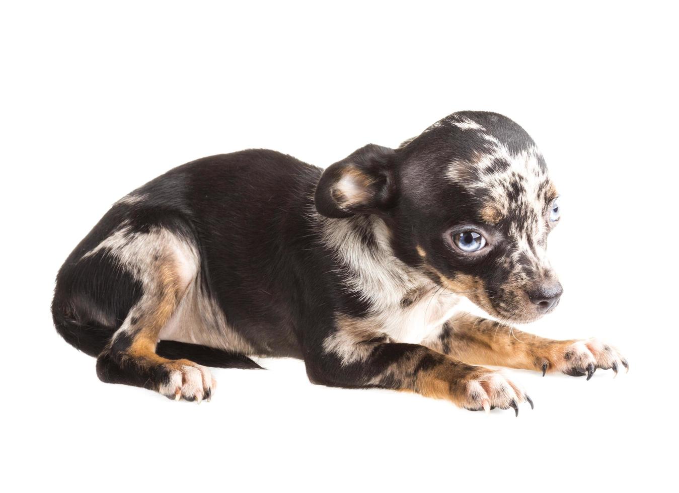 chihuahua en blanco foto