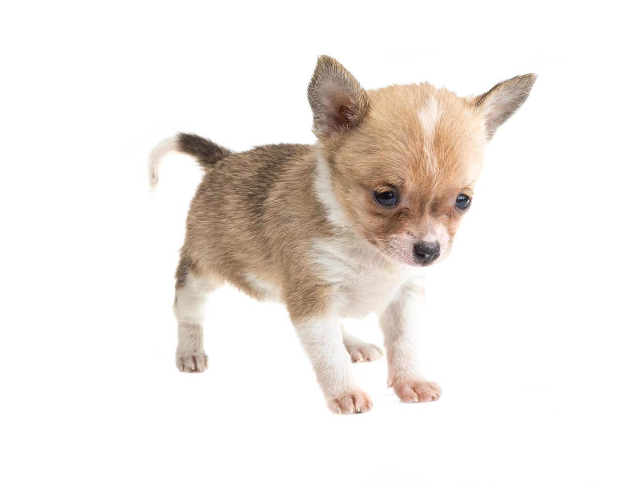 Chihuahua on white photo
