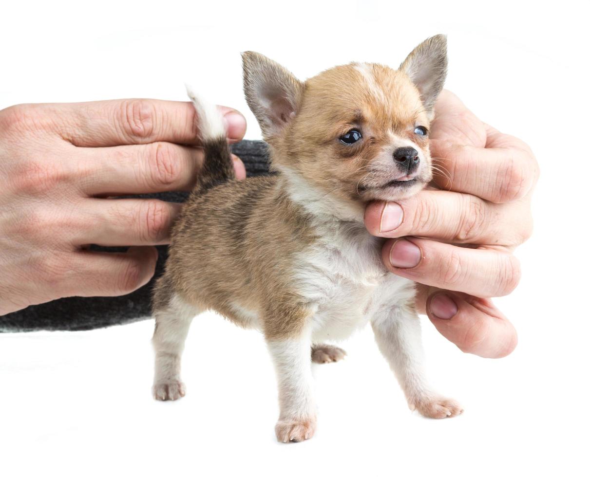 Chihuahua on white photo